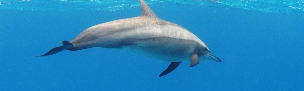 Výlet na delfíní show – delfinárium v Sharm El Sheikhu